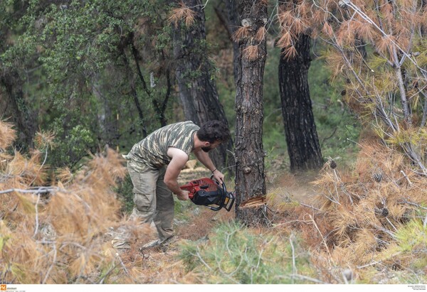 Η καταστροφή του Σέιχ Σου από φλοιοφάγο σκαθάρι είναι μεγάλη - Απειλείται όλο το δάσος