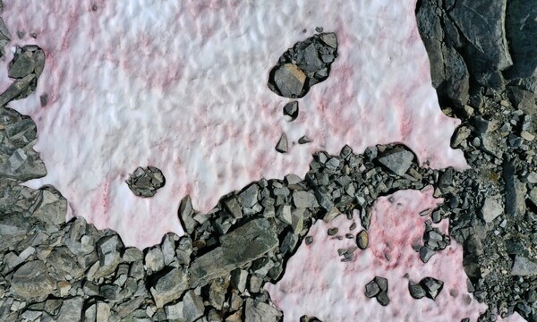 Άλγη «έβαψε» ροζ τις Ιταλικές Άλπεις - Έντονη ανησυχία για το λιώσιμο των πάγων