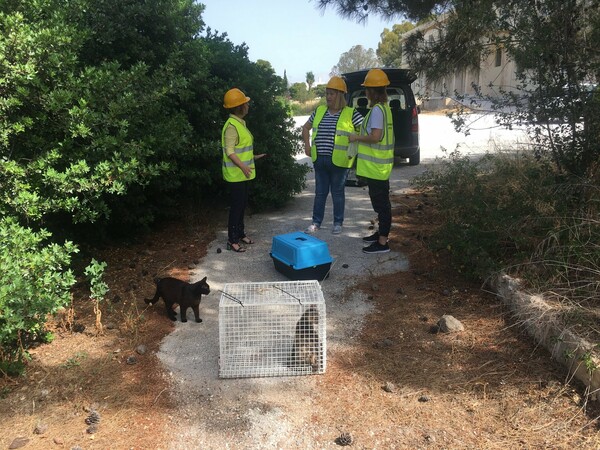 Ελληνικό: Απομακρύνουν τα αδέσποτα από το παλιό αεροδρόμιο ενόψει των κατεδαφίσεων