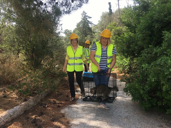 Ελληνικό: Απομακρύνουν τα αδέσποτα από το παλιό αεροδρόμιο ενόψει των κατεδαφίσεων