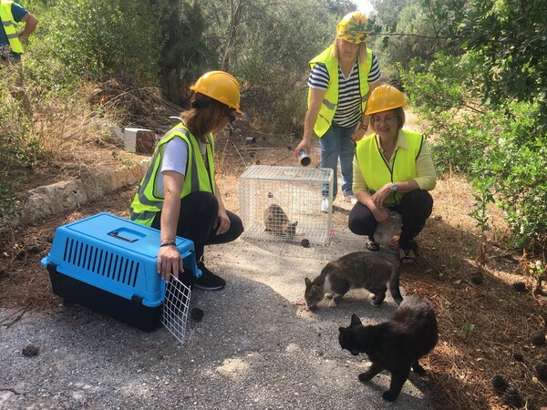 Ελληνικό: Απομακρύνουν τα αδέσποτα από το παλιό αεροδρόμιο ενόψει των κατεδαφίσεων