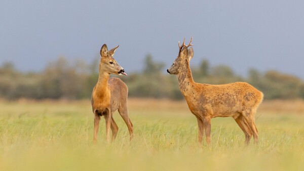 Comedy Wildlife Photography Award: Οι πιο αστείες φωτογραφίες της άγριας φύσης