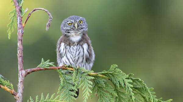 Comedy Wildlife Photography Award: Οι πιο αστείες φωτογραφίες της άγριας φύσης