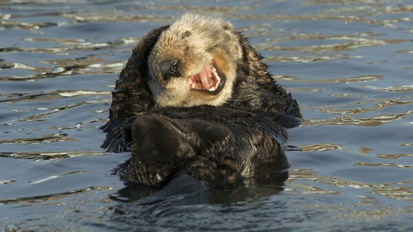 Comedy Wildlife Photography Award: Οι πιο αστείες φωτογραφίες της άγριας φύσης