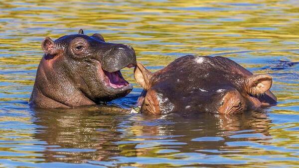 Comedy Wildlife Photography Award: Οι πιο αστείες φωτογραφίες της άγριας φύσης