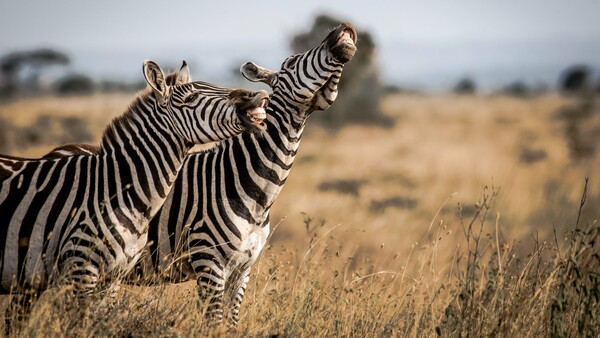 Comedy Wildlife Photography Award: Οι πιο αστείες φωτογραφίες της άγριας φύσης