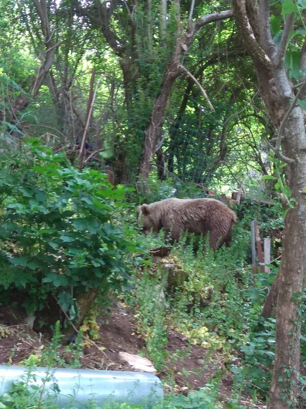 Μικρό Πάπιγκο: Νεαρή αρκούδα «επισκέπτεται» κήπο σπιτιού για να τραφεί