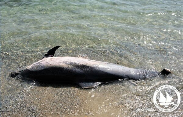 Ινστιτούτο Αρχιπέλαγος: Οι δολοφονίες θαλάσσιων θηλαστικών συνεχίζονται - Νέα καταγγελία