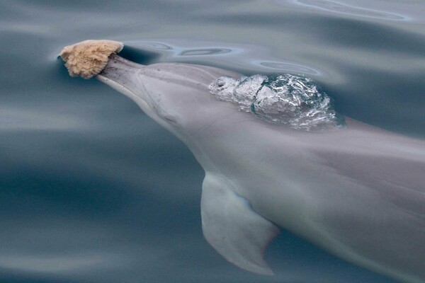Τα νέα εργαλεία των δελφινιών της Αυστραλίας