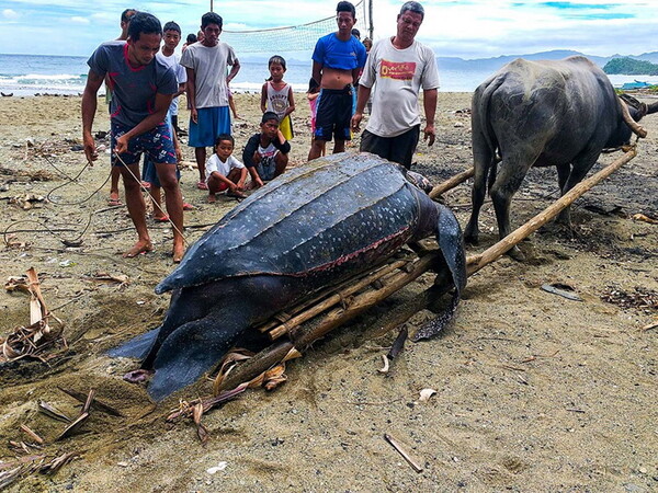 Το lockdown λόγω κορωνοϊού «αύξησε» τις σπάνιες θαλάσσιες χελώνες της Ταϊλάνδης