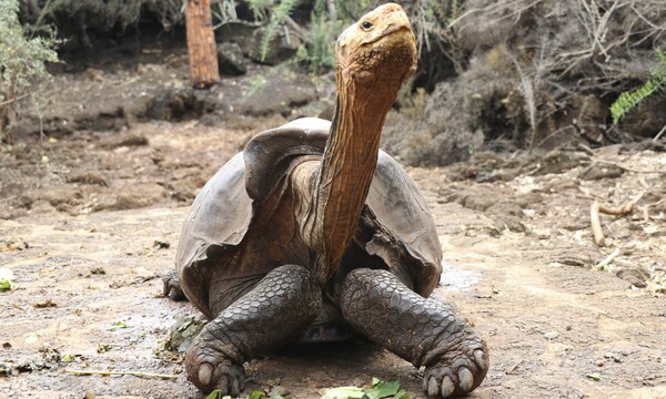 Μοναδική χελώνα - Ο Ντιέγκο έσωσε το είδος του και τώρα επέστρεψε στο νησί όπου γεννήθηκε