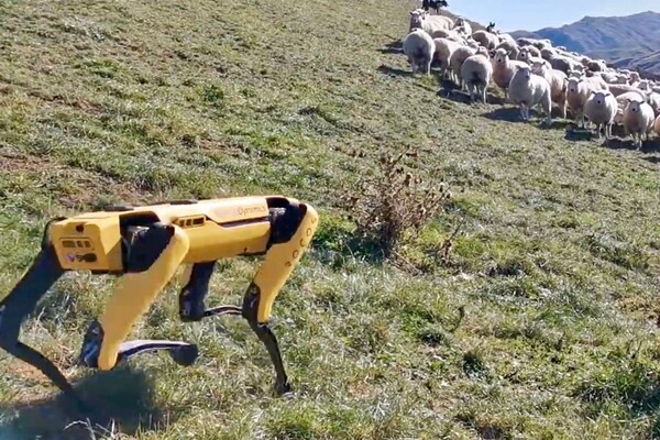 Ένας σκύλος ρομπότ έπιασε δουλειά σε φάρμα της Νέας Ζηλανδίας - Βίντεο