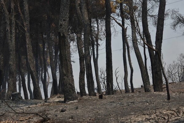 Φωτιά στην Κορινθία: Πέντε ημέρες μετά, καίνε ακόμη διάσπαρτες εστίες - Χωρίς ενεργό μέτωπο