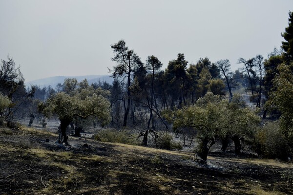 Φωτιά στην Κορινθία: Πέντε ημέρες μετά, καίνε ακόμη διάσπαρτες εστίες - Χωρίς ενεργό μέτωπο