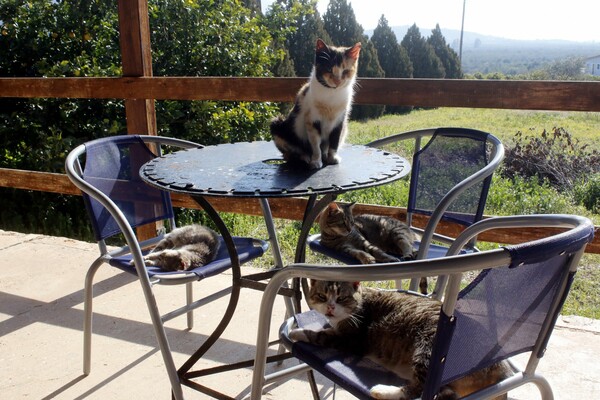 Κορωνοϊός: Οι γάτες είναι οι μεγάλες κερδισμένες λόγω τηλεργασίας