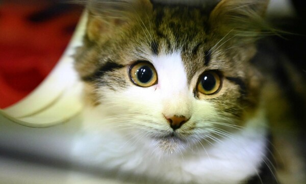 Οι γάτες μπορούν να κολλήσουν και να μεταδώσουν κορωνοϊό σε άλλες γάτες σύμφωνα με νέα μελέτη