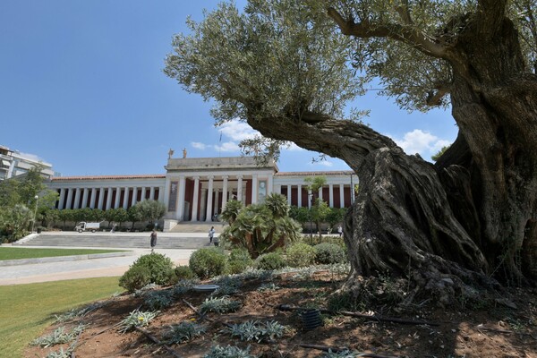 Ο «νέος» κήπος του Εθνικού Αρχαιολογικού Μουσείου - Αντιβανδαλιστικός φωτισμός και 6.000 φυτά