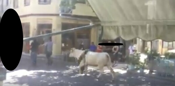 «Κόμμα για τα Ζώα»: Στη Λέσβο σφάζουν ζώα χωρίς αναισθησία σε πανηγύρια - Βαρβαρότητα και παρανομία