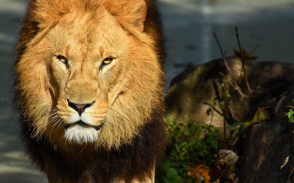 Αυστραλία: Λιοντάρια επιτέθηκαν σε 35χρονη σε ζωολογικό κήπο