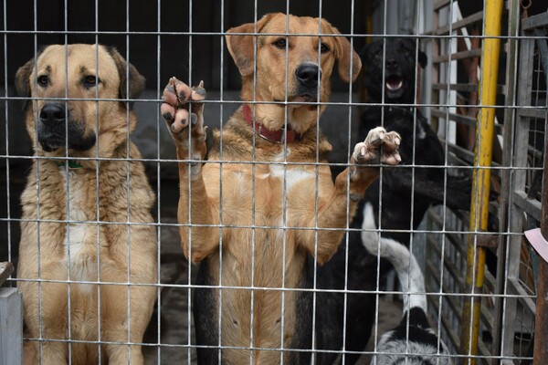 Η εθελοντική ομάδα Empty the cages Athens εργάζεται μέχρι να αδειάσουν τα κλουβιά από τα αδέσποτα