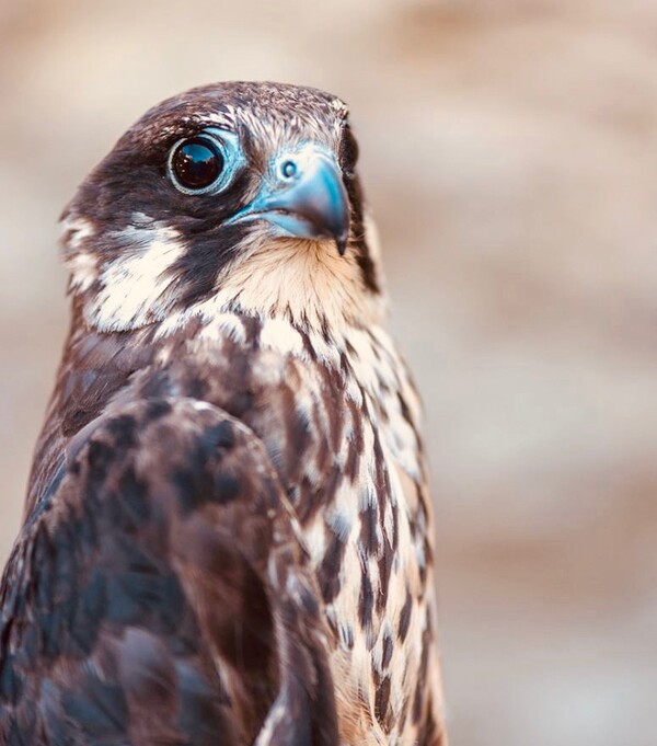 Αυτό το πουλί πέταξε επί 8.000 χιλιόμετρα από τη Μαδαγασκάρη για να φθάσει στα Αντικύθηρα