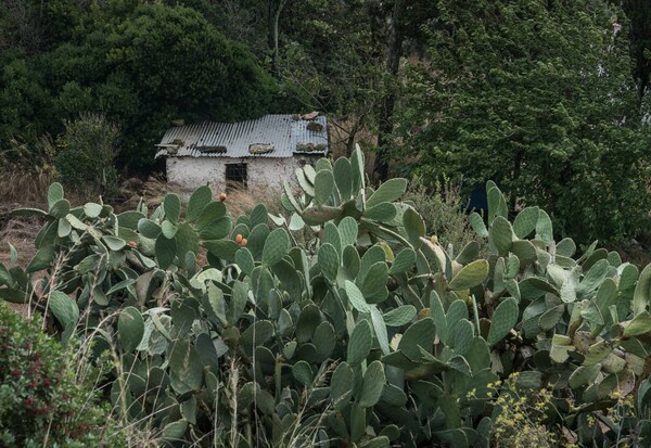 «Nanuu, το κάλεσμα του γκιώνη»