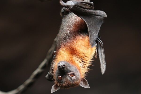 Επιστήμονες αποκωδικοποιούν το μυστικό των νυχτερίδων: Πώς μεταφέρουν κορωνοϊούς χωρίς να νοσούν