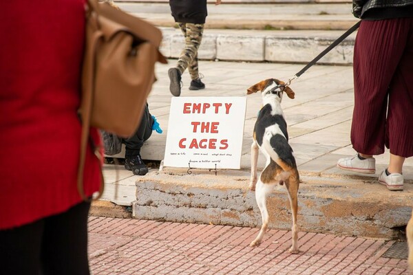 Η εθελοντική ομάδα Empty the cages Athens εργάζεται μέχρι να αδειάσουν τα κλουβιά από τα αδέσποτα