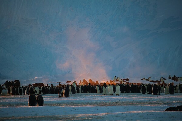 Πιγκουίνοι βρήκαν μία χαμένη κάμερα στην Ανταρκτική και άρχισαν τις «σέλφι» - ΒΙΝΤΕΟ