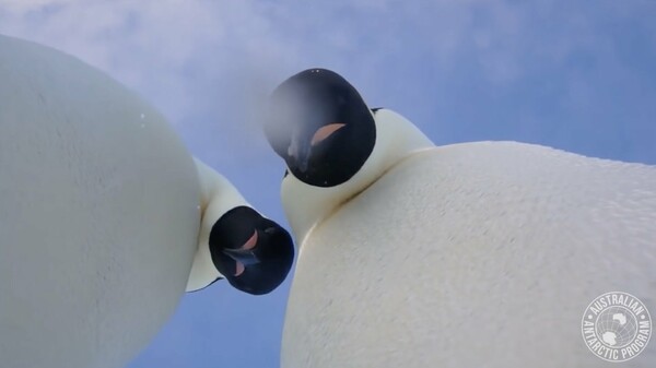 Πιγκουίνοι βρήκαν μία χαμένη κάμερα στην Ανταρκτική και άρχισαν τις «σέλφι» - ΒΙΝΤΕΟ