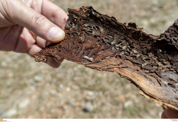 Θεσσαλονίκη: Τα φλοιοφάγα έντομα του Σέιχ Σου εξαπλώθηκαν- Κόβουν τα άρρωστα δέντρα