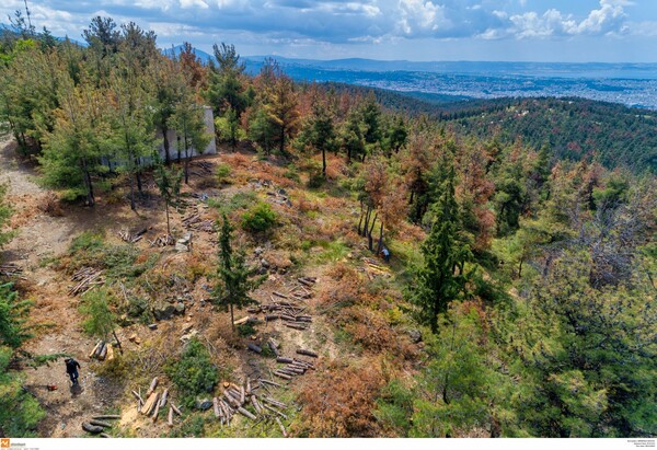 Θεσσαλονίκη: Τα φλοιοφάγα έντομα του Σέιχ Σου εξαπλώθηκαν- Κόβουν τα άρρωστα δέντρα