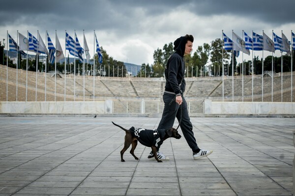 Δήμος Αθηναίων: Δωρεάν τοποθέτηση μικροτσίπ για δεσποζόμενους σκύλους και γάτες - Πρόστιμο 300 ευρώ για μη συμμόρφωση