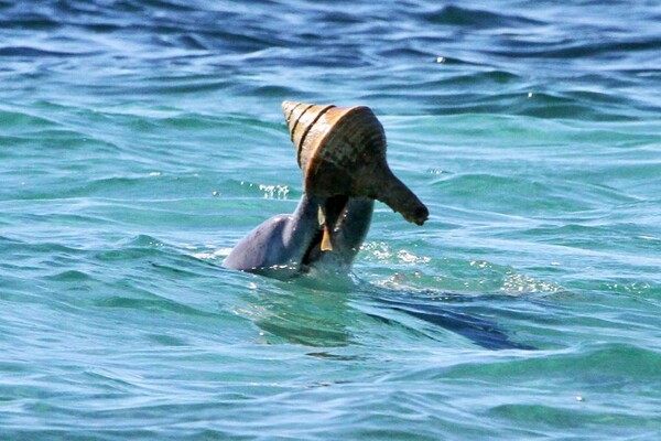 Τα νέα εργαλεία των δελφινιών της Αυστραλίας