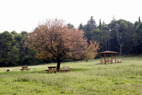 Το Τατόι μεταμορφώνεται σε θερινό σινεμά για μία νύχτα, για την προβολή μιας ιστορικής ταινίας