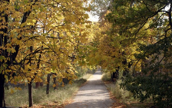 Το Τατόι μεταμορφώνεται σε θερινό σινεμά για μία νύχτα, για την προβολή μιας ιστορικής ταινίας