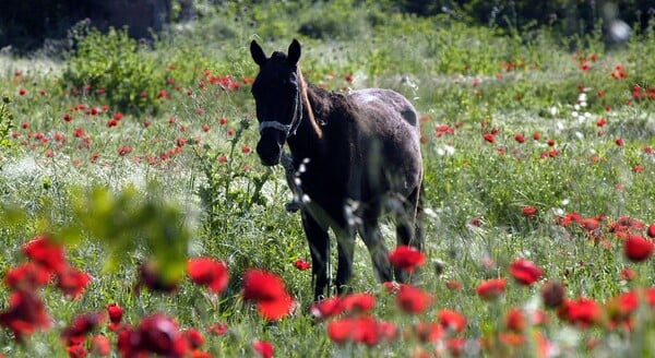 Τρίκαλα: Ο πλούτος των ελληνικών λιβαδιών