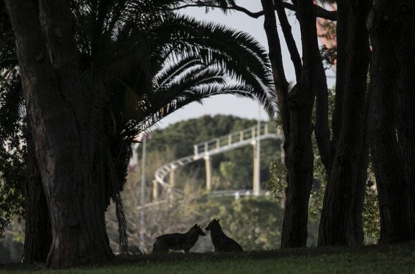 Κορωνοϊός: Με τους Ισραηλινούς σε καραντίνα, τσακάλια «κατέλαβαν» πάρκο του Τέλ Αβίβ