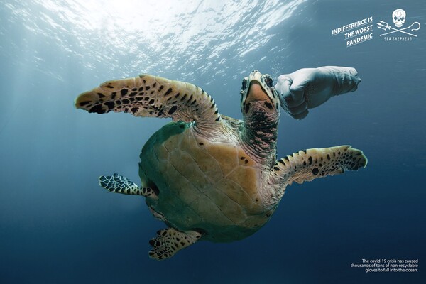SOS από περιβαλλοντική οργάνωση: Τα γάντια «πνίγουν» τη θαλάσσια ζωή