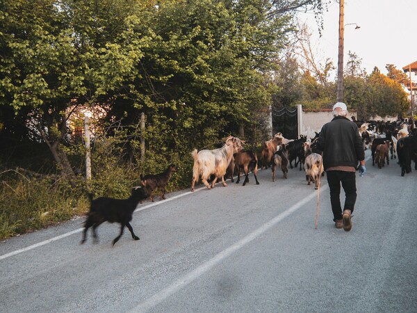 «Εδώ, στην εξοχή, πού να με βρει ο ιός;»: Συνομιλώντας με έναν βοσκό στον Παντελεήμονα Πιερίας