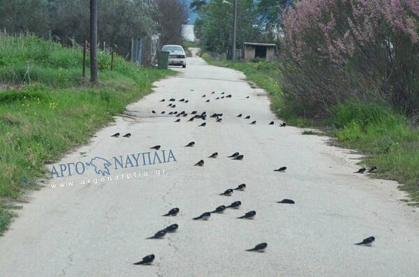 Θλιβερή εικόνα στην Αργολίδα - Γέμισε η άσφαλτος νεκρά χελιδόνια