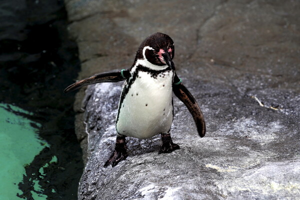 Οι πιγκουίνοι δεν ζούσαν πάντα στην Ανταρκτική - Νέα μελέτη τους «ακολουθεί» ως την Αυστραλία και τη Νέα Ζηλανδία