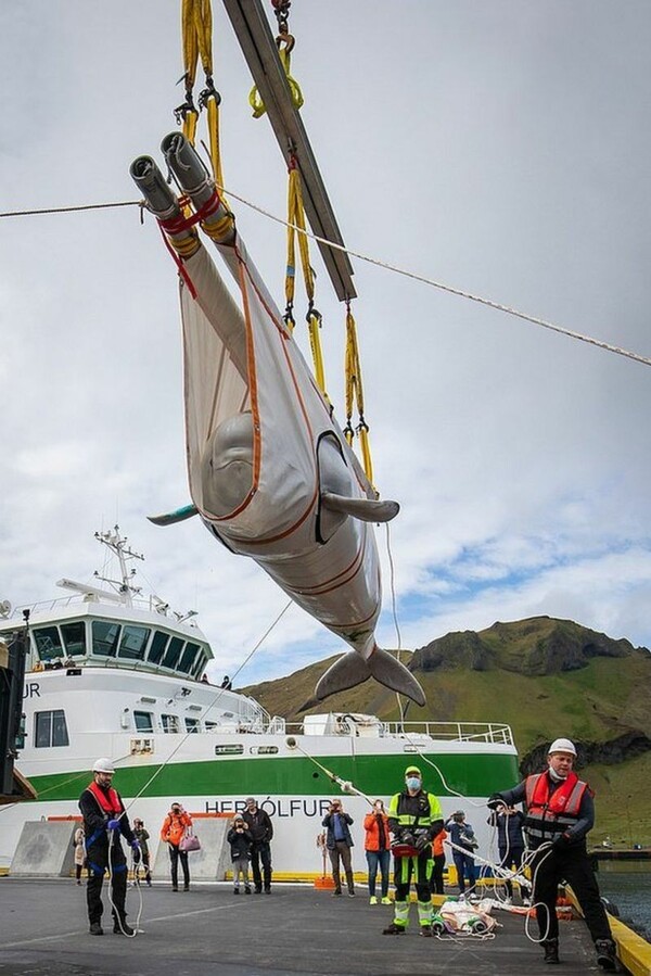 Σε καταφύγιο στην Ισλανδία μεταφέρθηκαν επιτυχώς δύο φάλαινες μπελούγκα - Επόμενος σταθμός ο ωκεανός