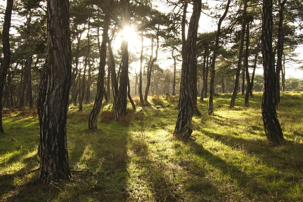 Μελέτη WWF: Δέκα «πράσινες» επενδύσεις θα φέρουν 125.000 νέες θέσεις εργασίας στην Ελλάδα