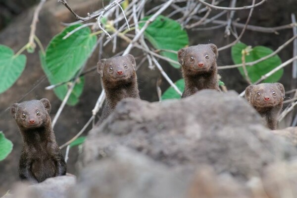 Comedy Wildlife Photography Awards: Τα άγρια ζώα στις πιο αστείες φωτογραφίες τους