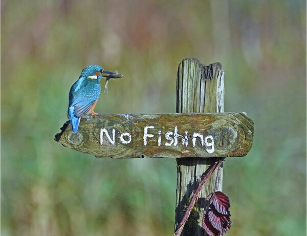 Comedy Wildlife Photography Awards: Τα άγρια ζώα στις πιο αστείες φωτογραφίες τους