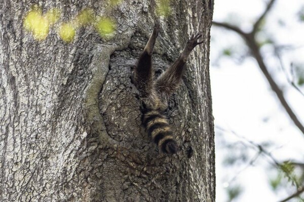 Comedy Wildlife Photography Awards: Τα άγρια ζώα στις πιο αστείες φωτογραφίες τους