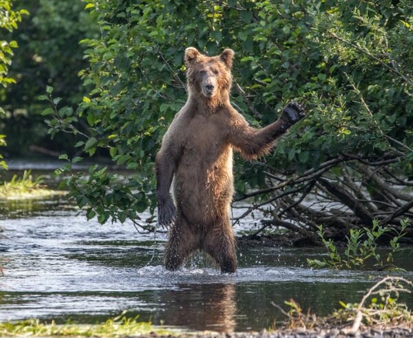 Comedy Wildlife Photography Awards: Τα άγρια ζώα στις πιο αστείες φωτογραφίες τους