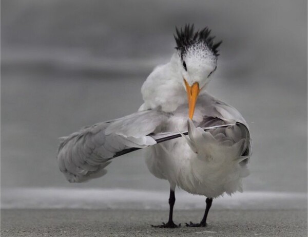 Comedy Wildlife Photography Awards: Τα άγρια ζώα στις πιο αστείες φωτογραφίες τους