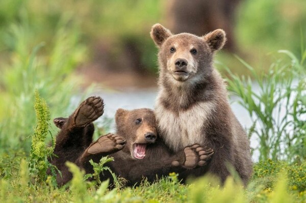 Comedy Wildlife Photography Awards: Τα άγρια ζώα στις πιο αστείες φωτογραφίες τους